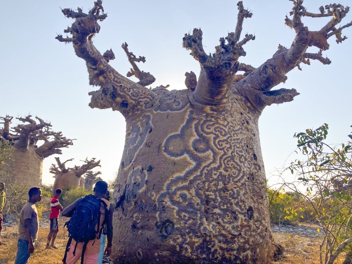 Learning From And Working With Local Communities To Save The Baobab ...